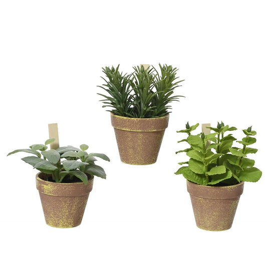 Decoris plant in pot 15x15x17cm